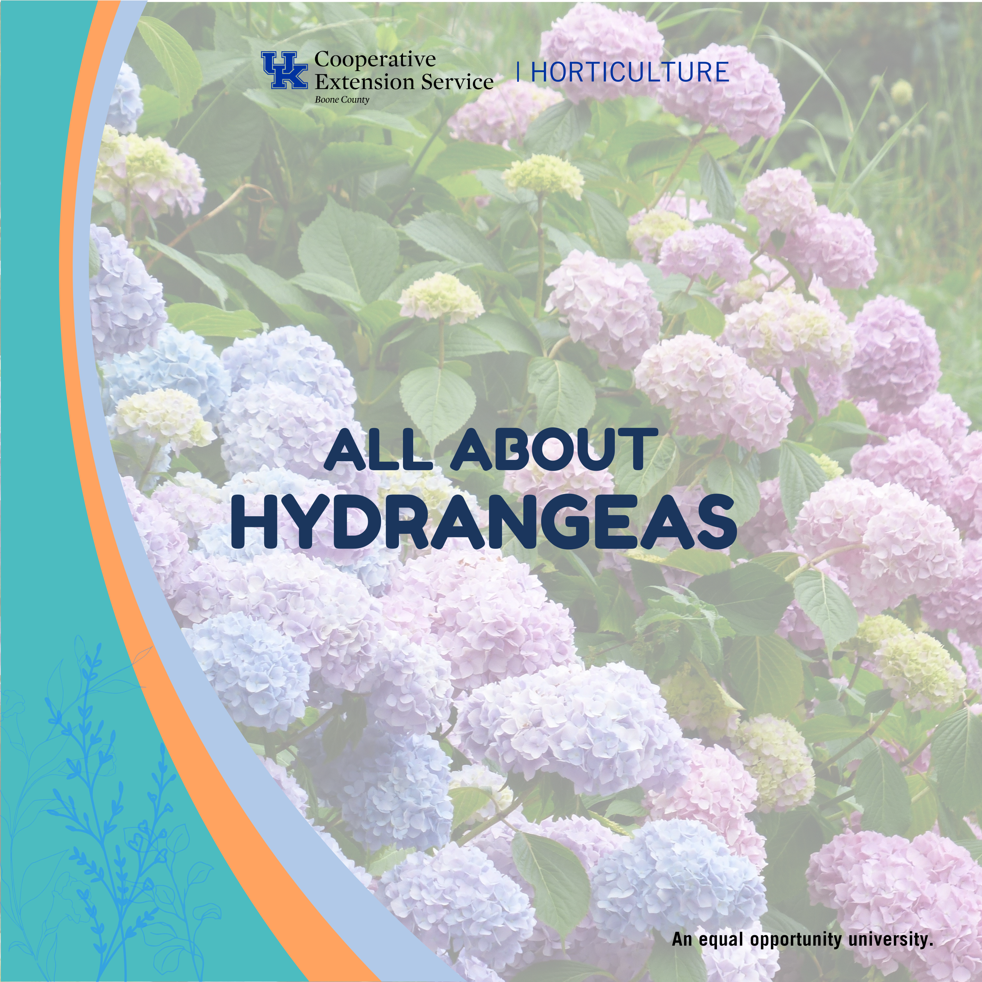 All About Hydrangeas program advertisement