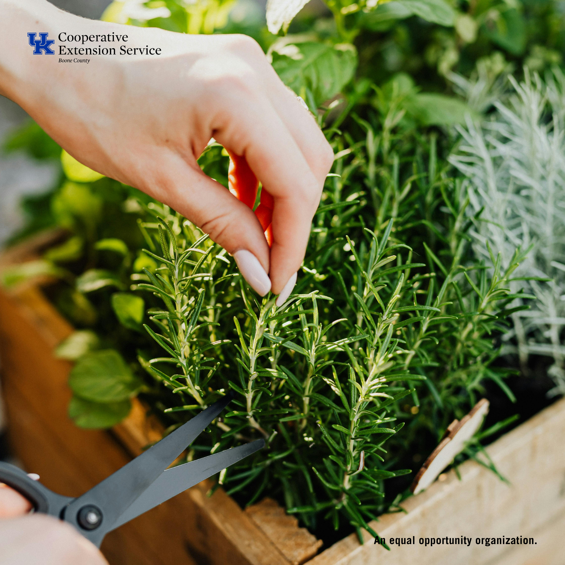 website 2025 herbs through winter