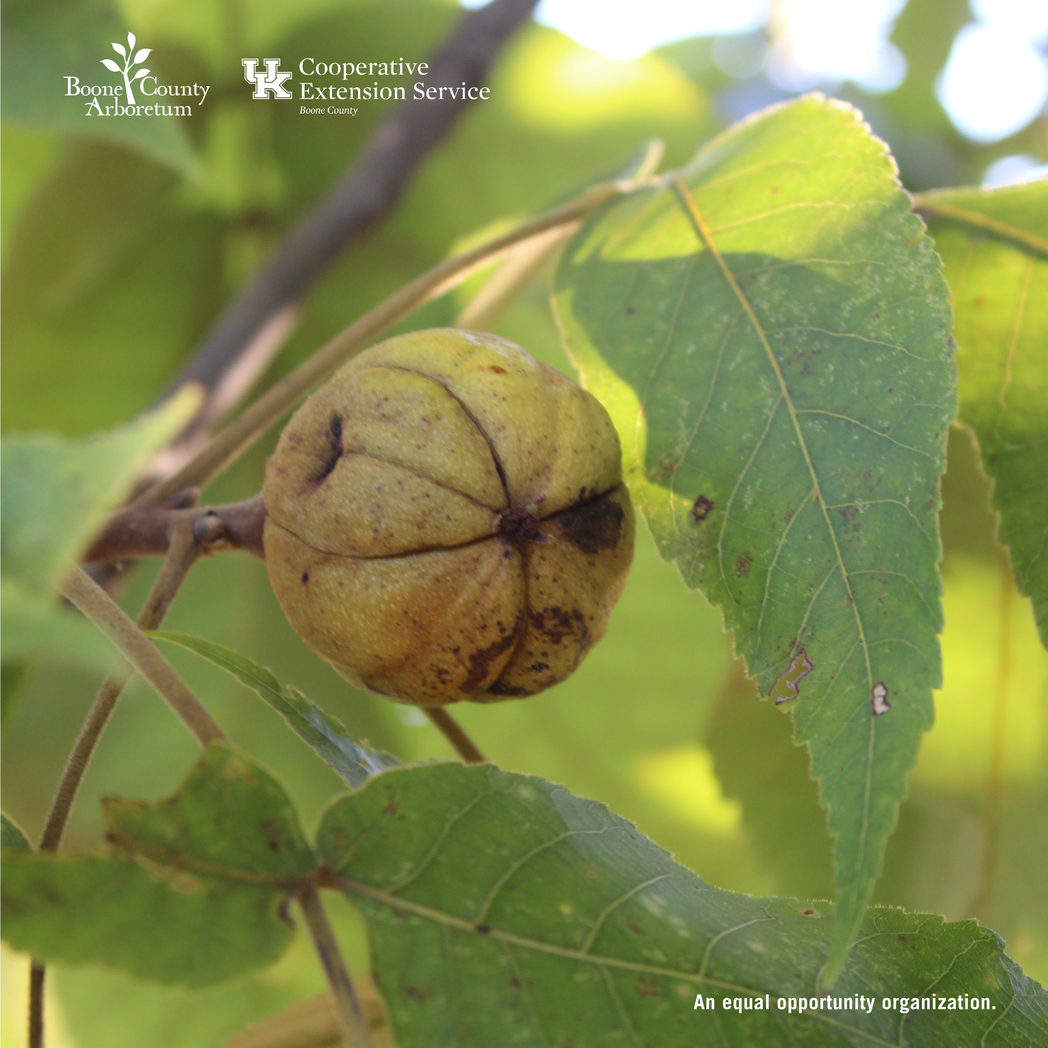 Native Nuts and Fruits