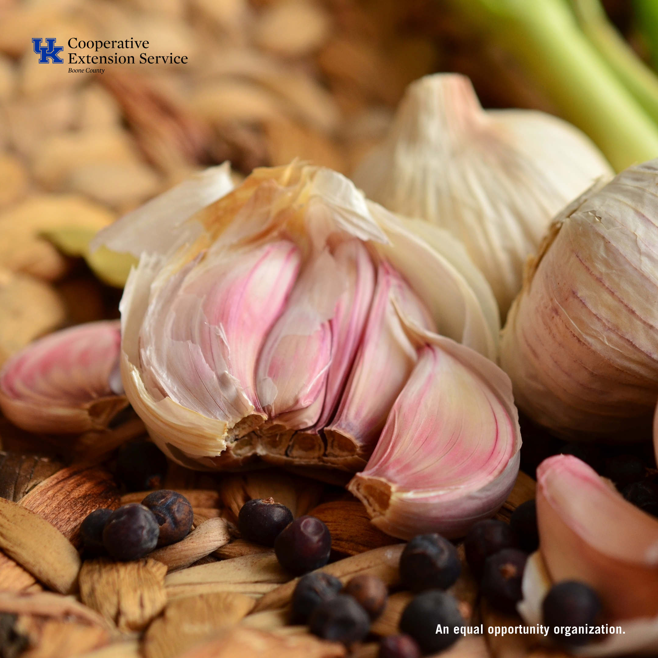 Growing Garlic