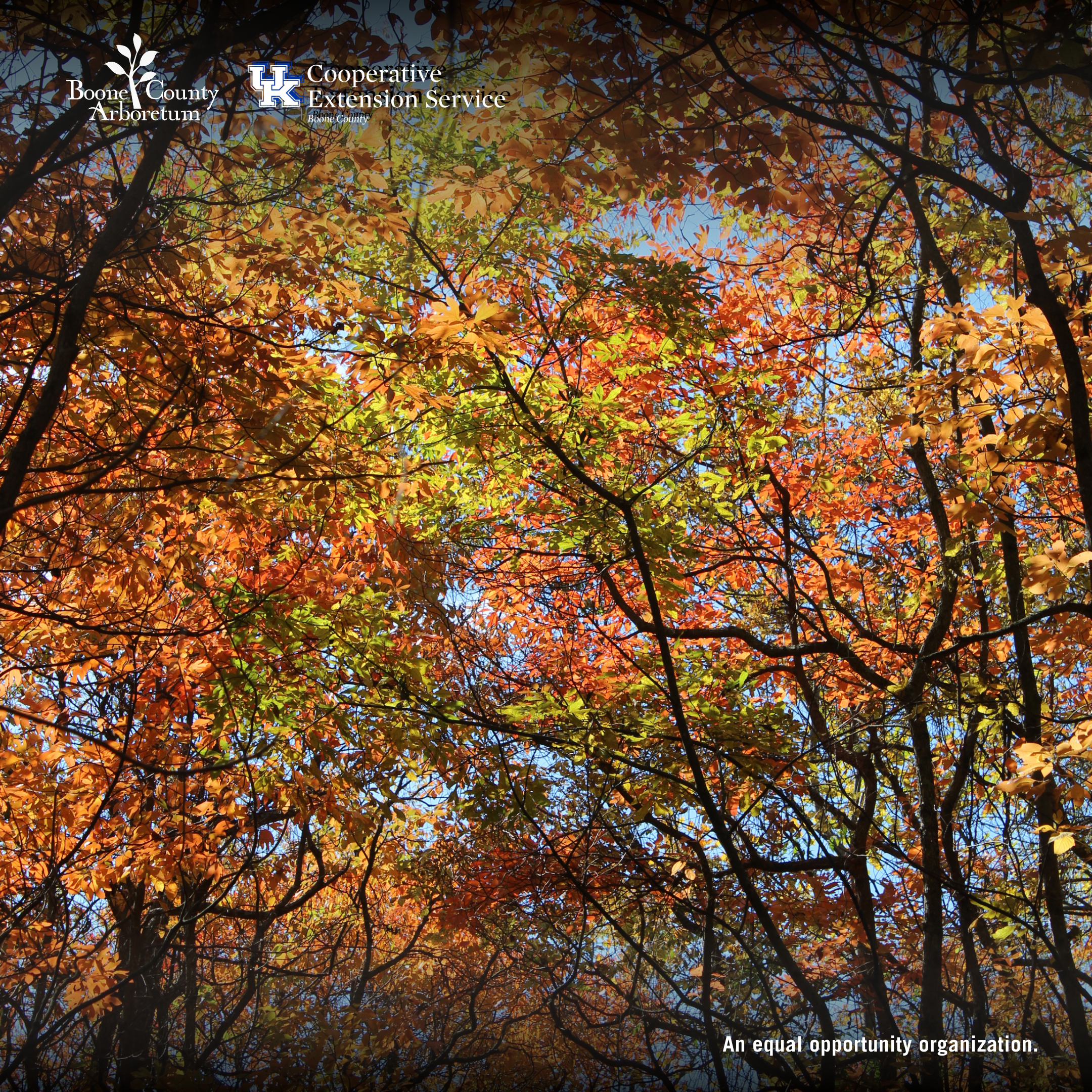 Fall Color Walk