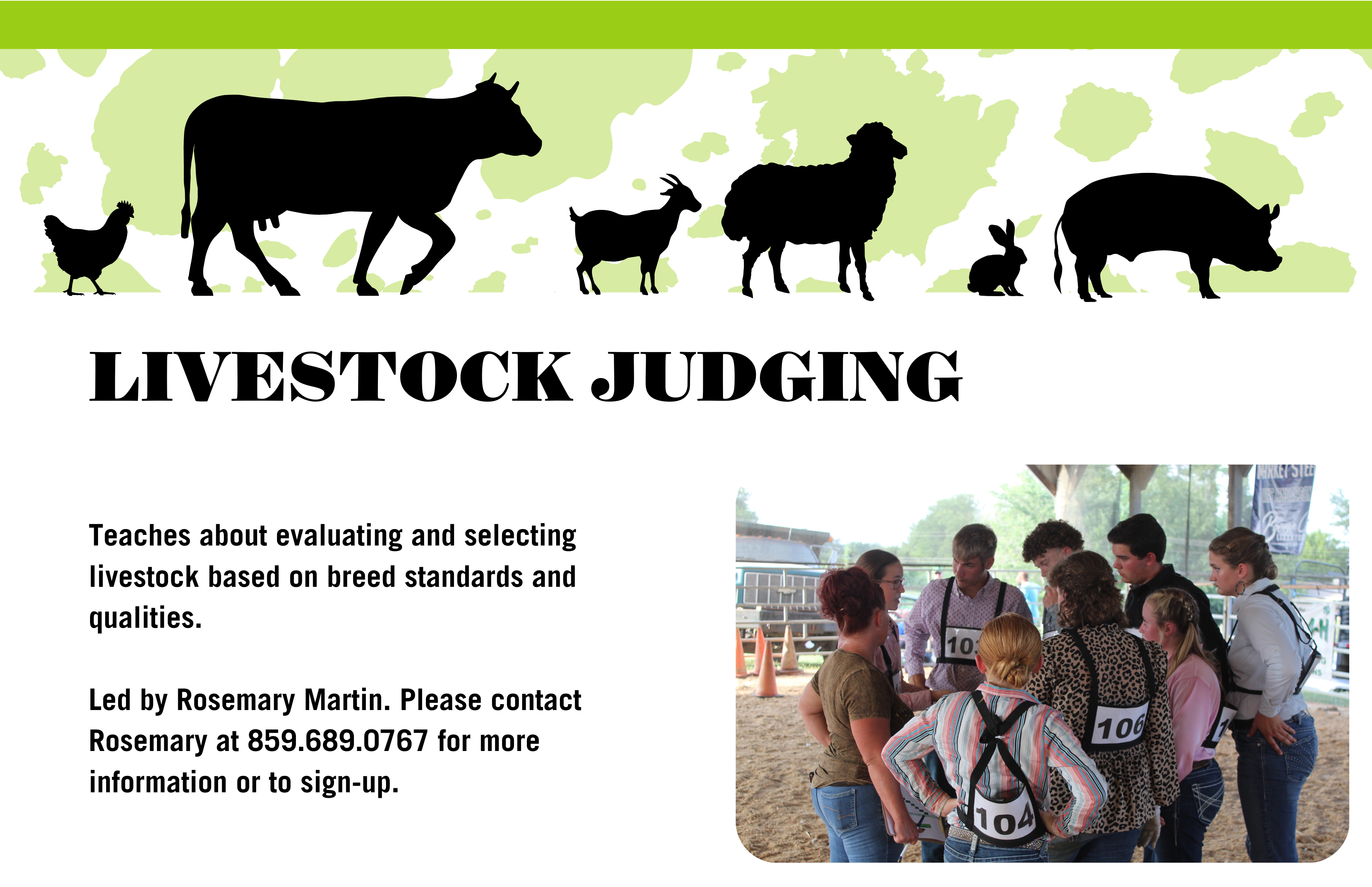 Livestock Judging