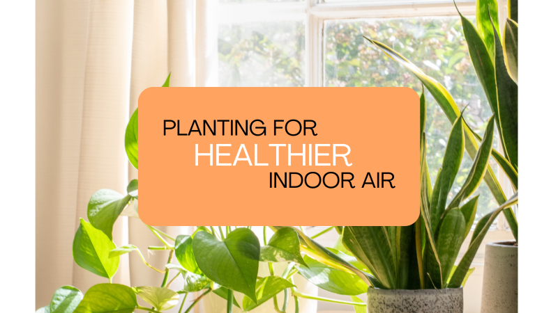 Planting for Healthier Indoor Air program ad