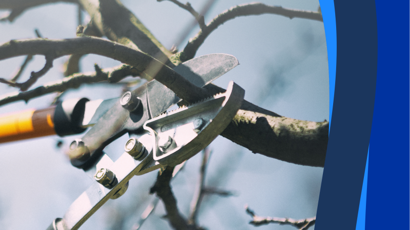 Tree Pruning Demonstration