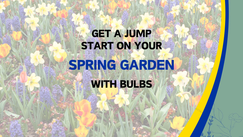 Get a jump start on your spring garden with Bulbs program advertisement