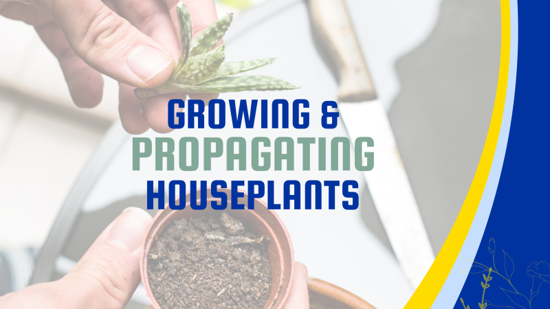 Growing & Propagating Houseplants program advertisement