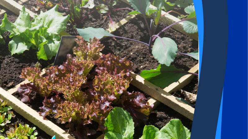 Starting your Vegetable Garden