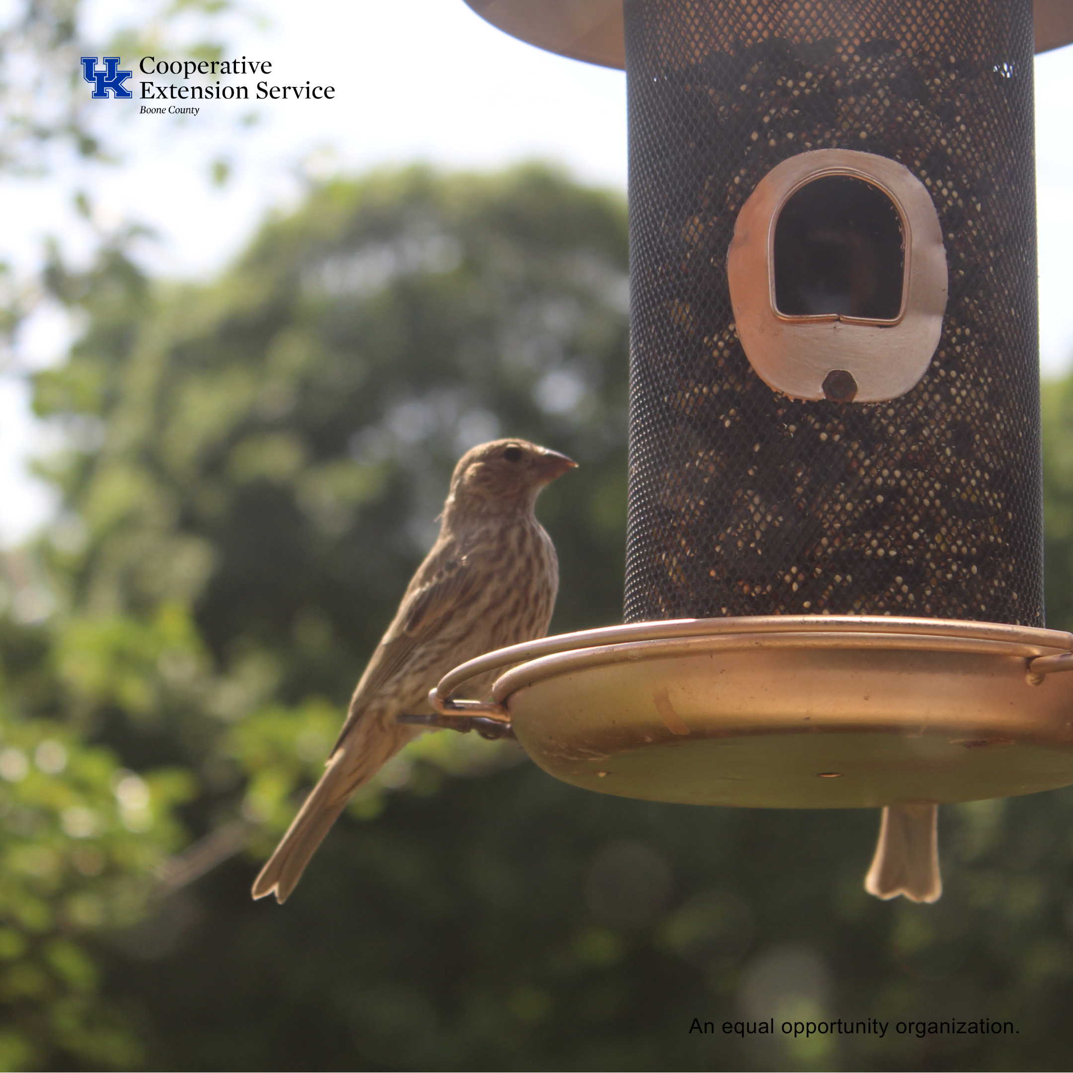 Build Your Own Bird Feeder