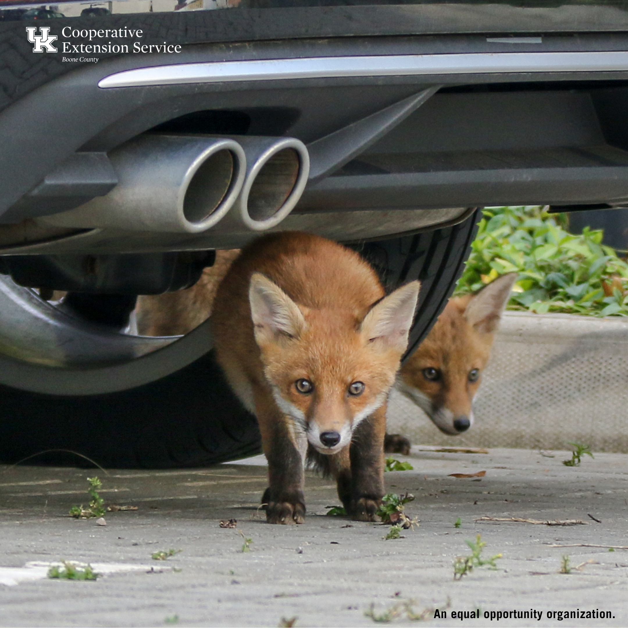 A Peaceful Life: Coexisting with Wildlife